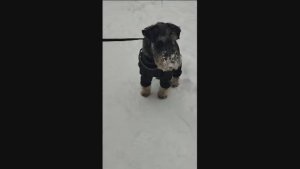 Цвергшнауцер Тоби на Рождественской прогулке