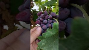 жара и птицы