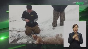 Дикая рысь под Уфой поцарапала лицо 12-летней девочки