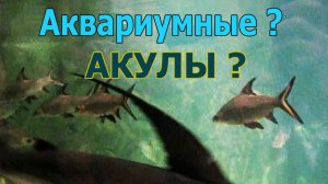 Не аквариумные рыбки.