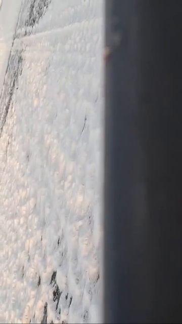 Умный  зверь! смотреть онлайн