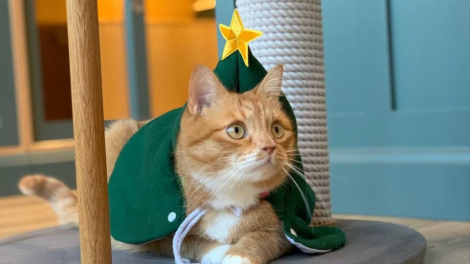 Кот Лютик встречает Старый Новый год: праздничное поздравление, смотрите и улыбайтесь! #Кот смотреть онлайн