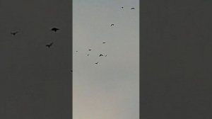 Полёты в голубедроме 12.01.2026г