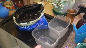 НОВЫЙ СЕЗОН 2026 НАЧИНАЕТСЯ/ /СЕЕМ ДИХОНДРУ И ВИОЛУ//