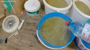 Ферментирую махорку.