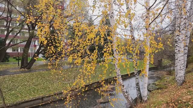 Белокуриха туманная-24_День 7 смотреть онлайн