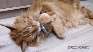 Котики развлекаются!