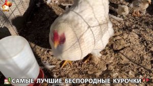 Цыплята и Курочки селяночки лучшие беспородные несушки 🥚 (421)