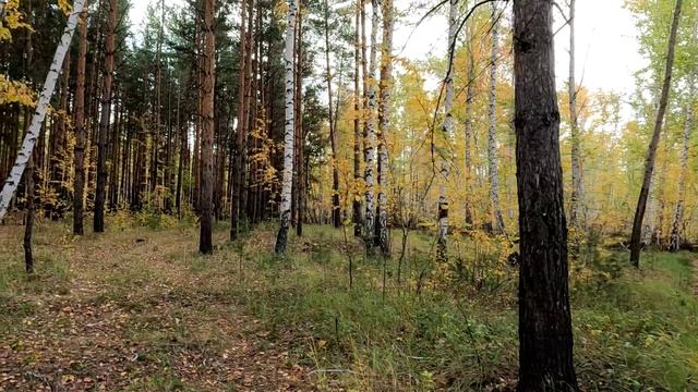 Осень, лес, прогулка смотреть онлайн