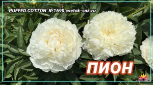 Пион "PUFFED COTTON"/Сад Ворошиловой