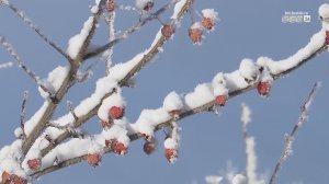 Сколько продлятся крещенские морозы в Братске