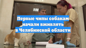 Первые чипы собакам начали вживлять в Челябинской области