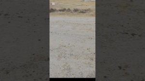 Посвящается ненормальным и пустоголовым теткам балаболкам