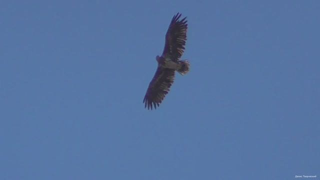 Орлан белохвост, ястреб, голуби. смотреть онлайн