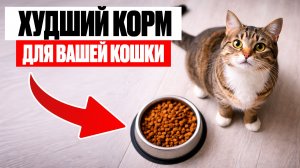 НЕ ПОКУПАЙТЕ такой корм! / Чем КОРМИТЬ свою КОШКУ, чтобы она была ЗДОРОВА?