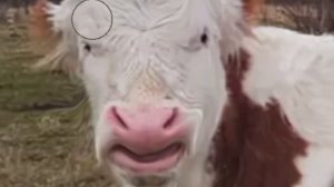 Пхахаха че я сделала с коровой🤣🤣🤣