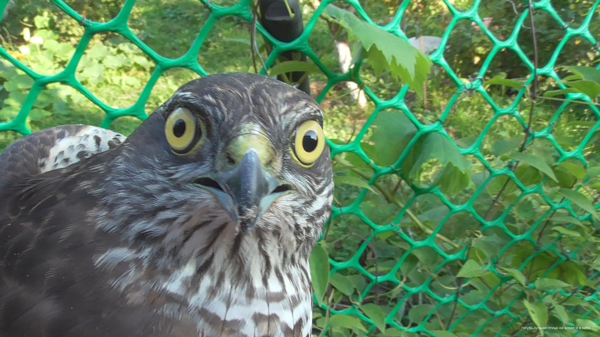 Ястреб залетел в голубятню смотреть онлайн