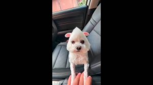 #смешныевидео -515