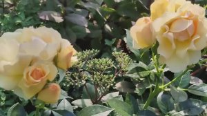 КРАСИВЫЙ ЧАСТНЫЙ САД ПОЛЬСКОГО САДОВНИКА В ИЮЛЕ  РОЗЫ И ЛИЛИИ