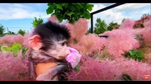 Ангелина плачет, кто-то сломал их с Люсей ЛЮБИМЫЙ  ГРИБОК! Девчонки показывают новые красивые места!