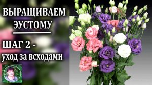 Как вырастить эустому  Всходы и уход в первые 1