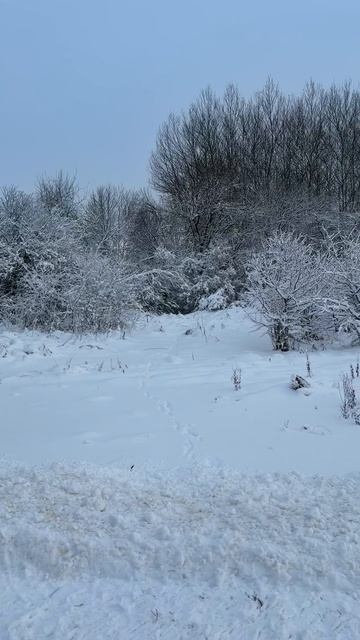 Продается земельный участок 20 соток в деревне Большие Вески смотреть онлайн