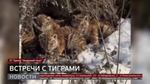 Встречи с тиграми: хищники выходят к людям. Новости. 13/01/2026. GuberniaTV