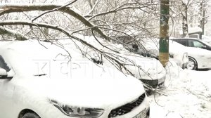 Сухое дерево не выдержало тяжести снега и обрушилось на припаркованные автомобили