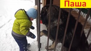 Кавказская овчарка и смешной малыш