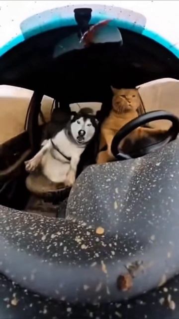 моё сердце разбито #приколы #юмор смотреть онлайн