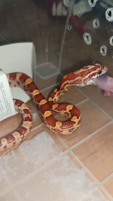 Кормление малыша маисового полоза №2. Продаётся! смотреть онлайн