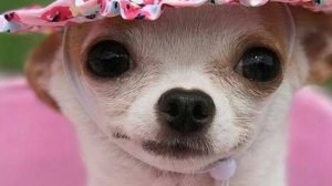 Первая примерка. Очень хочется гулять 🐩🐕🤭 #чихуа