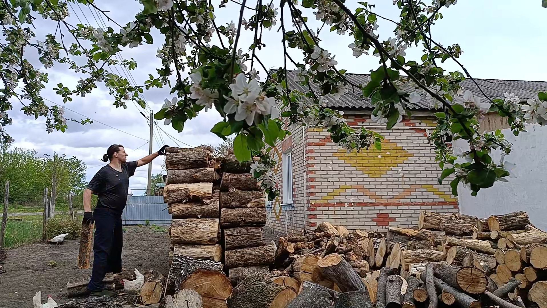 Старые высокие яблони ожидают весенней обрезки. Складываю дрова. смотреть онлайн