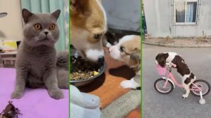 ЖИВОТНЫЕ РУЛЯТ 😎СМЕШНЫЕ СОБАКИ и КОТЫ😂