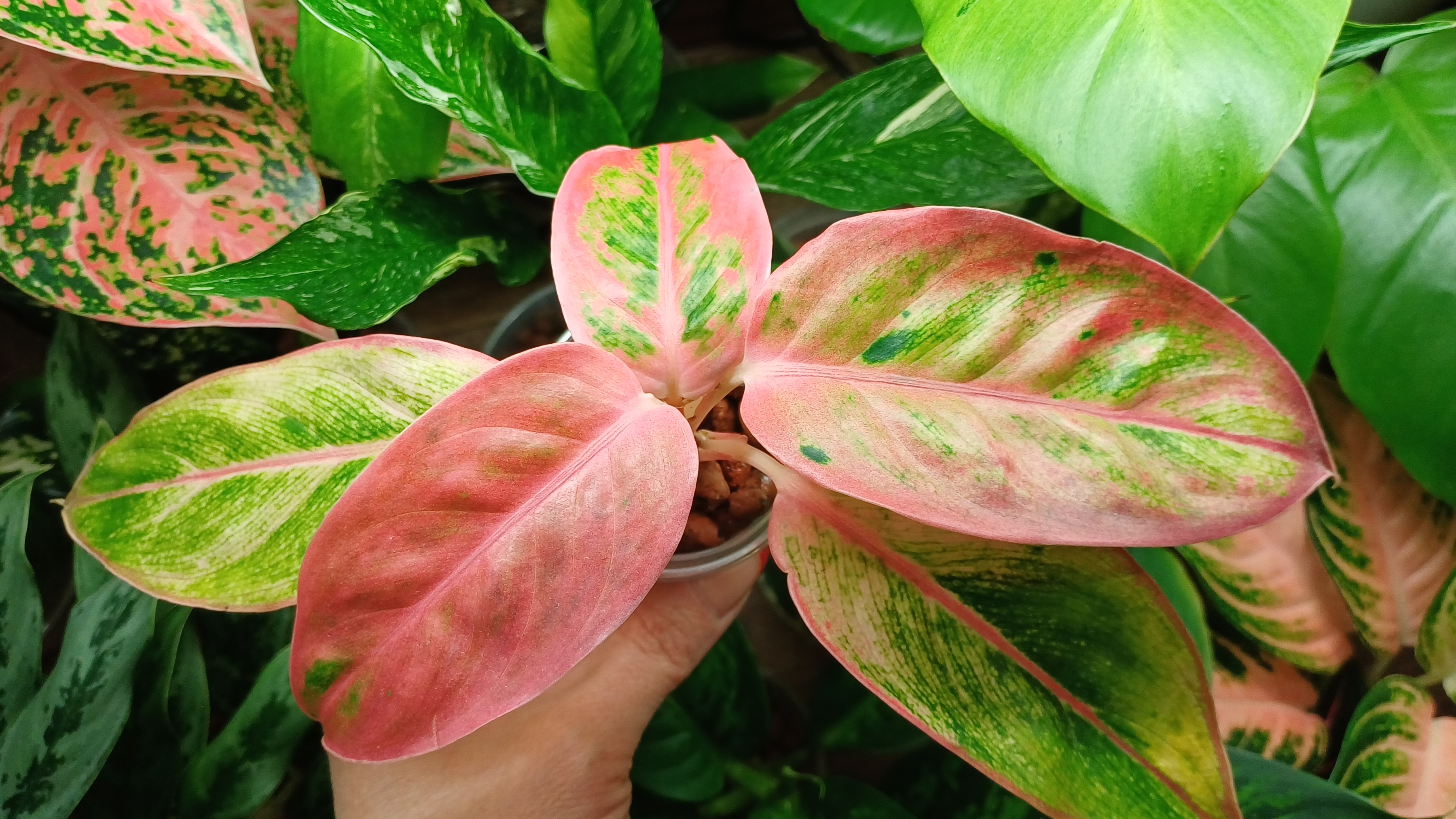 Коллекция пополняется😉 Аксессуары для растений🪴💰 смотреть онлайн