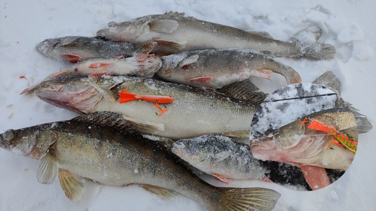 Судак АТАКУЕТ БЕЗ РАЗДУМИЙ! Балансир ХАМСА творит чудеса! Жигулевское море в Январе смотреть онлайн
