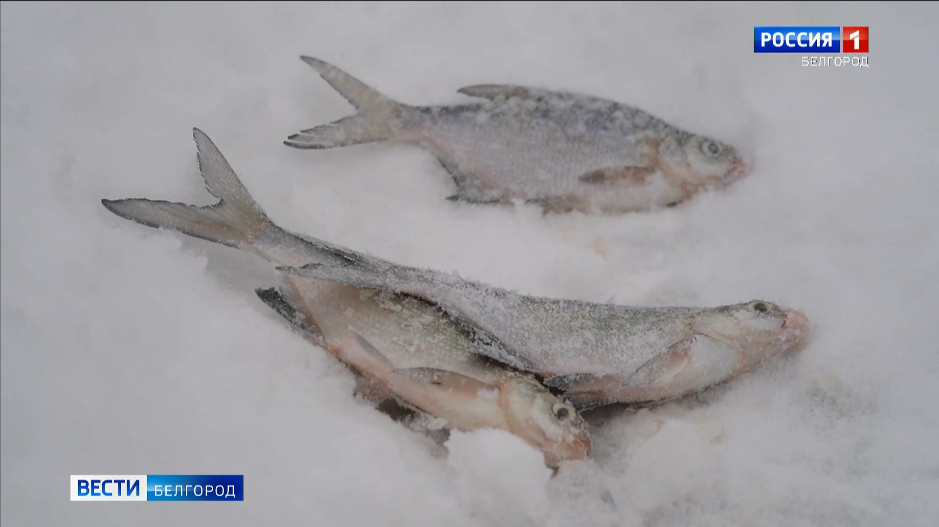 Белгородские инспекторы призывают рыбаков к осторожности на льду смотреть онлайн