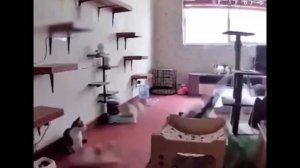 COUB compilation _ нарезка COUB -694