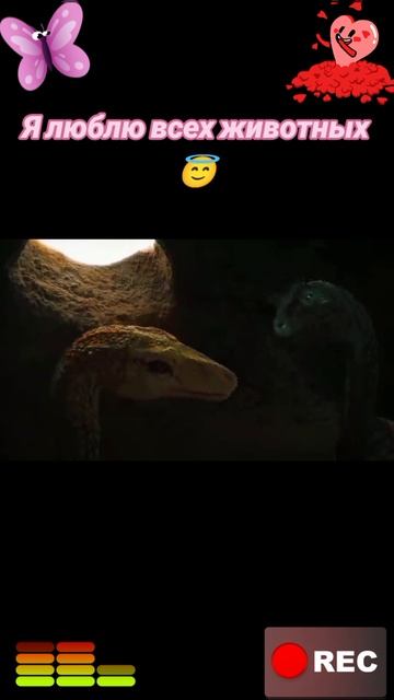Я люблю всех животных😇 смотреть онлайн