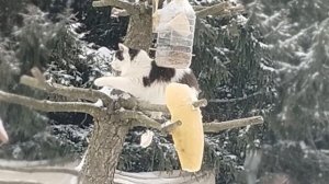 Показываю покупки.Пипидастр.Кормим птичек.