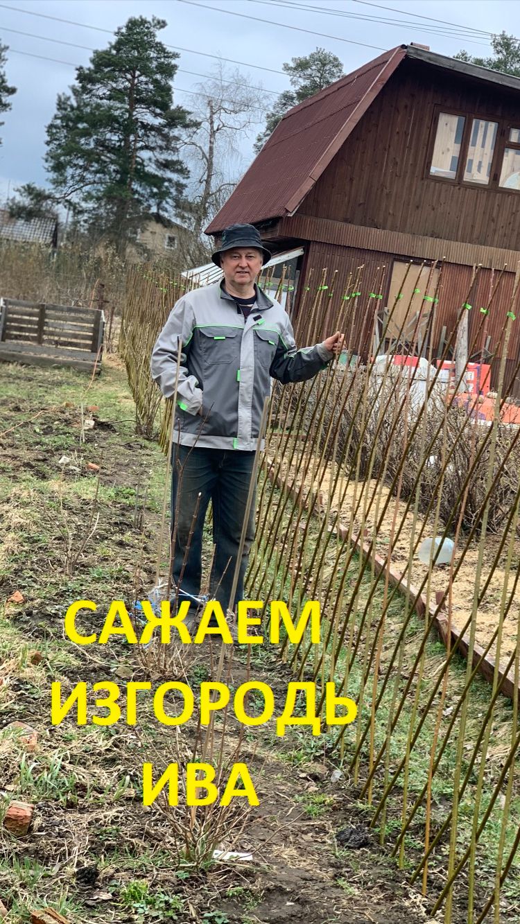 ПАВИВА Все наши  ивы, подробно о каждом сорте , как выглядит прут и лист, для чего он нужен!