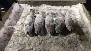 улов форели