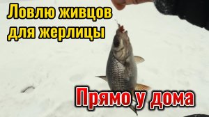 Плохая погода не помеха для рыбалки. Рыбачу у дома. В прилове крупный окунь.