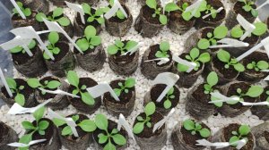 Обязательно посейте петунию таким способом. Отличная всхожесть. Сеянцы не вытягиваются.