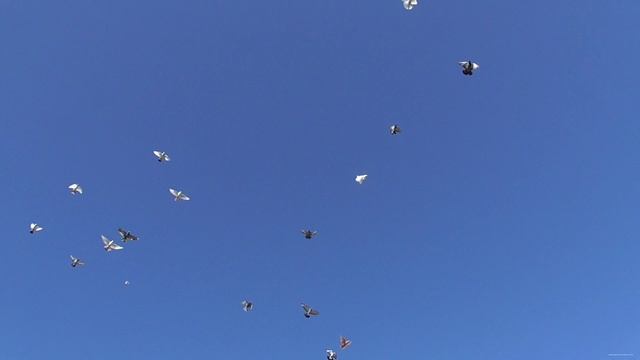 12 сентября Гоняем голубей смотреть онлайн