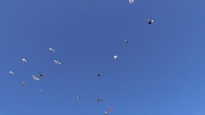 12 сентября Гоняем голубей