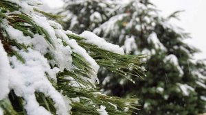 В Сочи выпадет более половины месячной нормы осадков