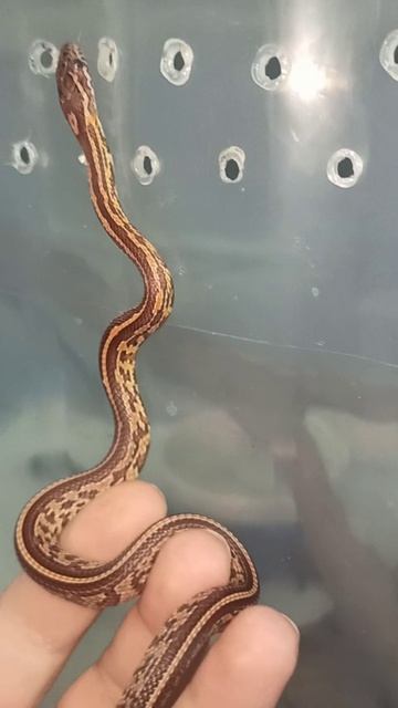 Малыш маисового полоза №6. Продаётся! смотреть онлайн