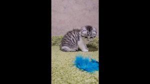 Котята питомника кошек  ЧЕШИР ЛЕНД