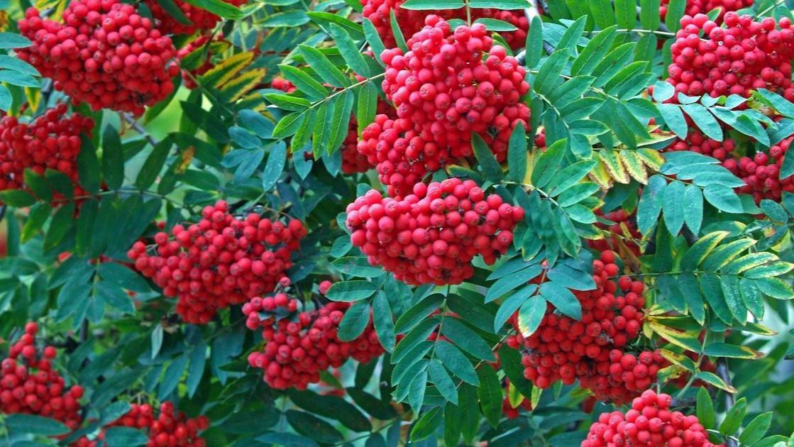 Рябиновые бусы/ переделал прошлую версию из-за плохого качества звука смотреть онлайн